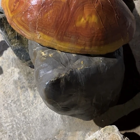 无花朵水****鲨家居装修效果图家居装修风水