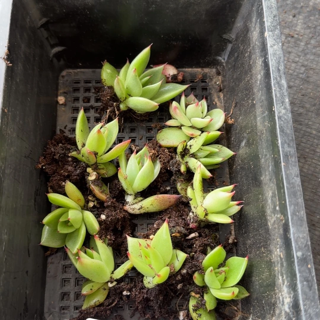 东云惊鸿杂交十棵量拍10-2