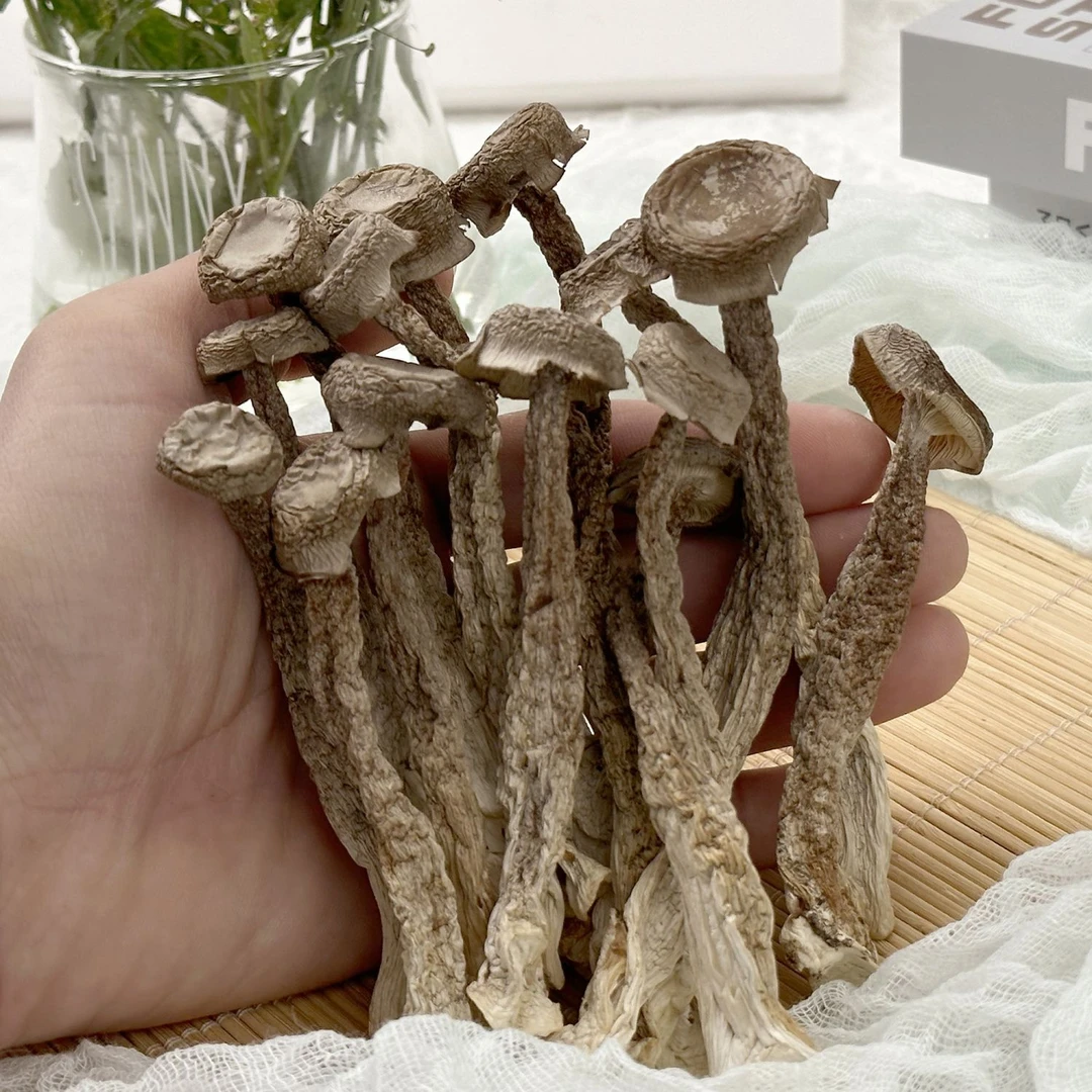 龙腾专属-鹿茸菇