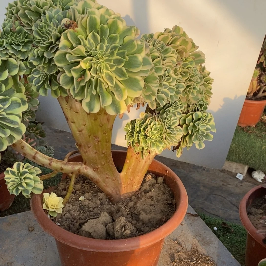 绿豆沙缀化1颗1085号多肉