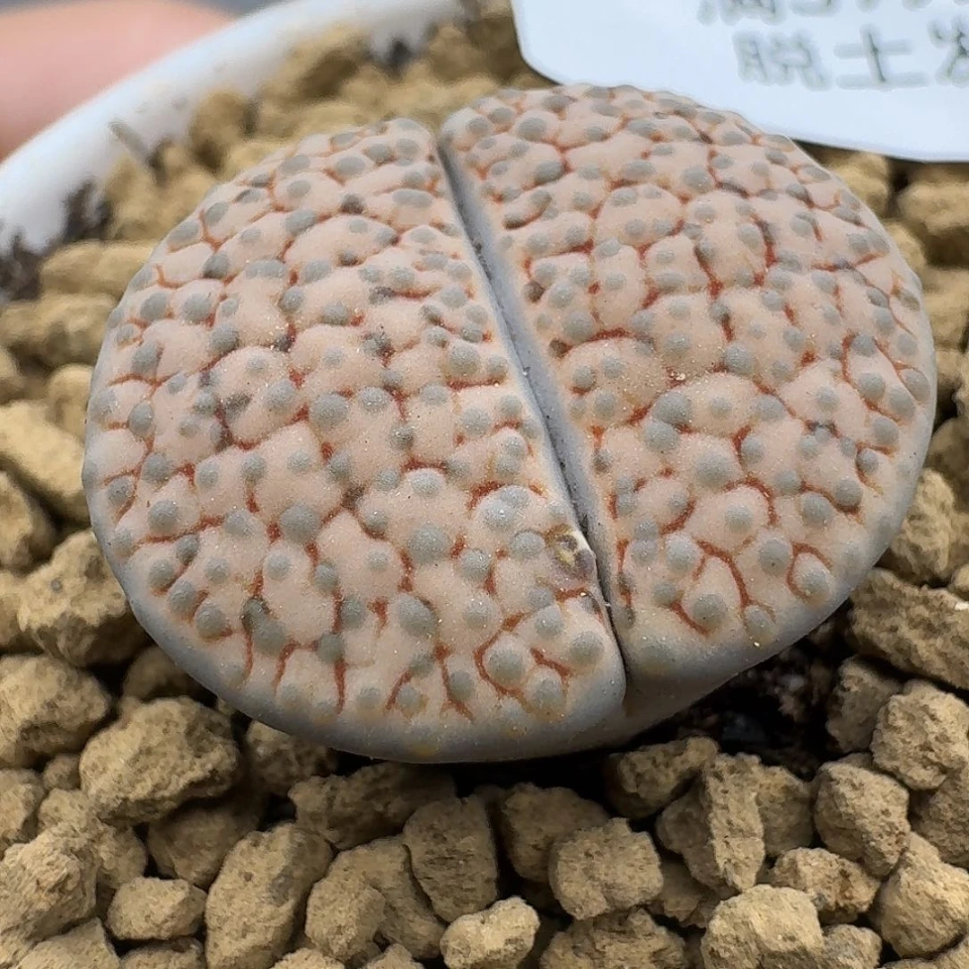 341多肉哈哈哈哈哈哈哈