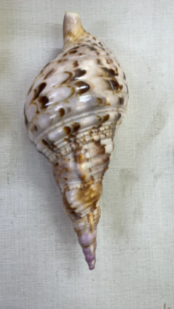 鱼缸造景贝壳摆件