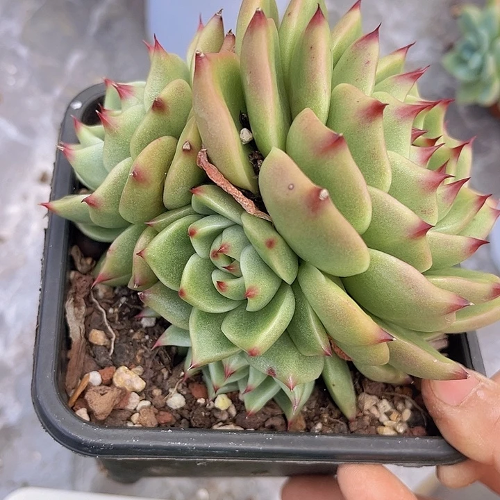 超级蓝龙2549多肉植物