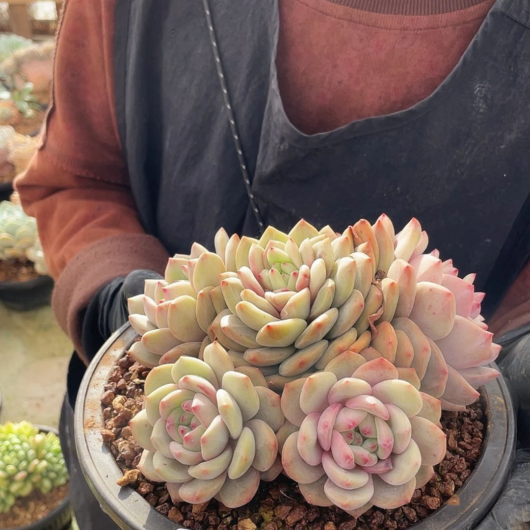 爱丽尔     多肉       64号