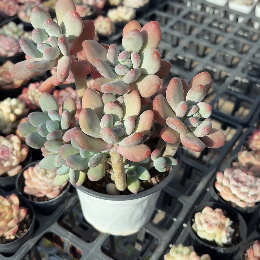 苹果美人多肉11㎝盆特价老桩