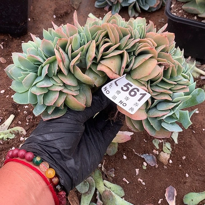 白玉兰缀化 多肉植物9.27号左右发