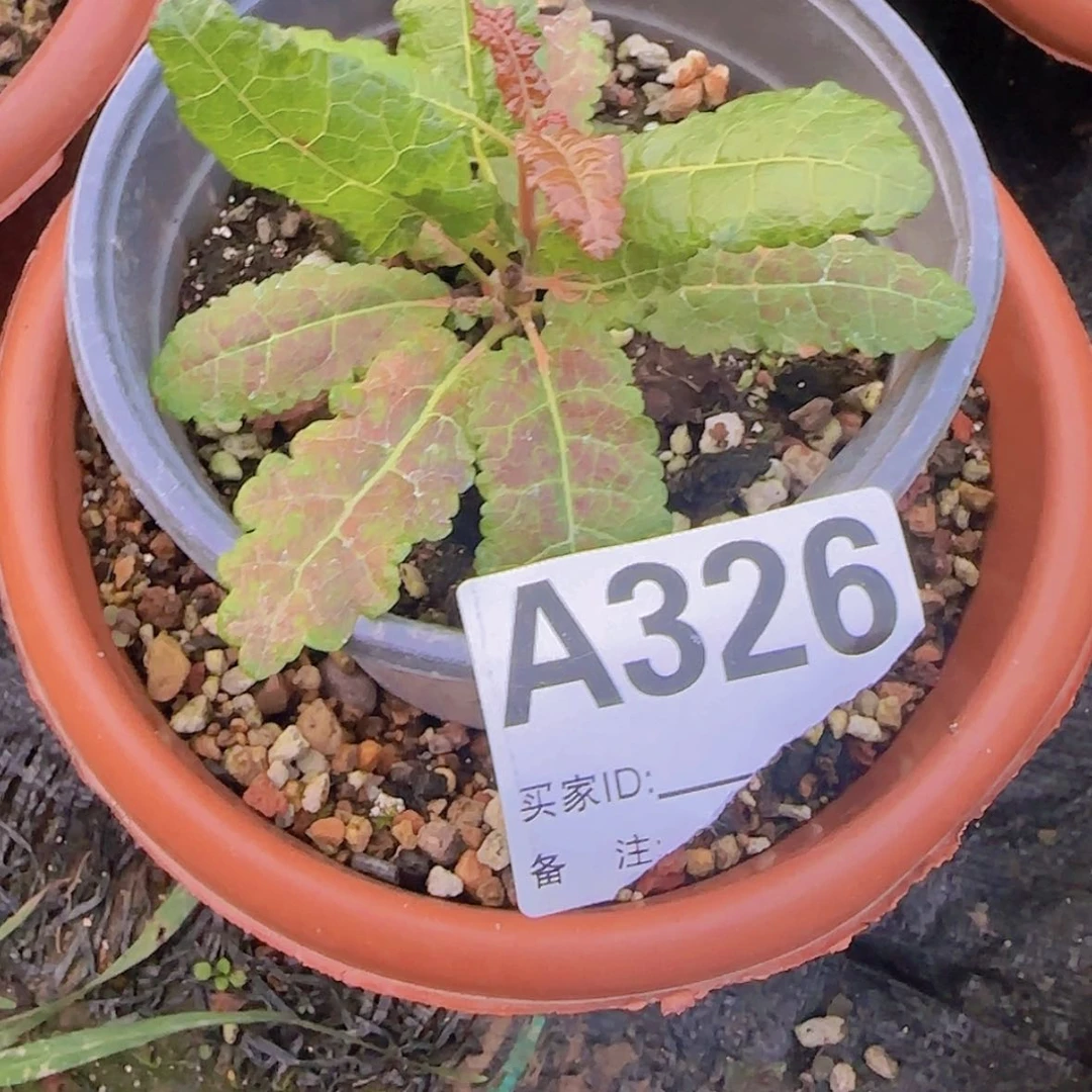 【闪购商品】梦*块根植物