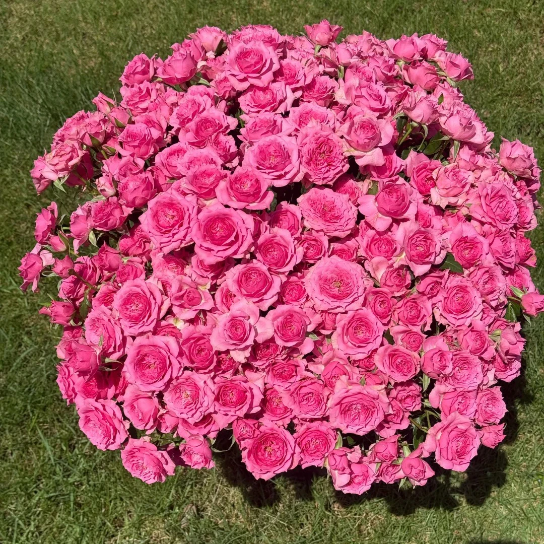 邵掌柜【苏菲宝贝】多头玫瑰 云南高品质鲜切花#品质优选 顺丰发货