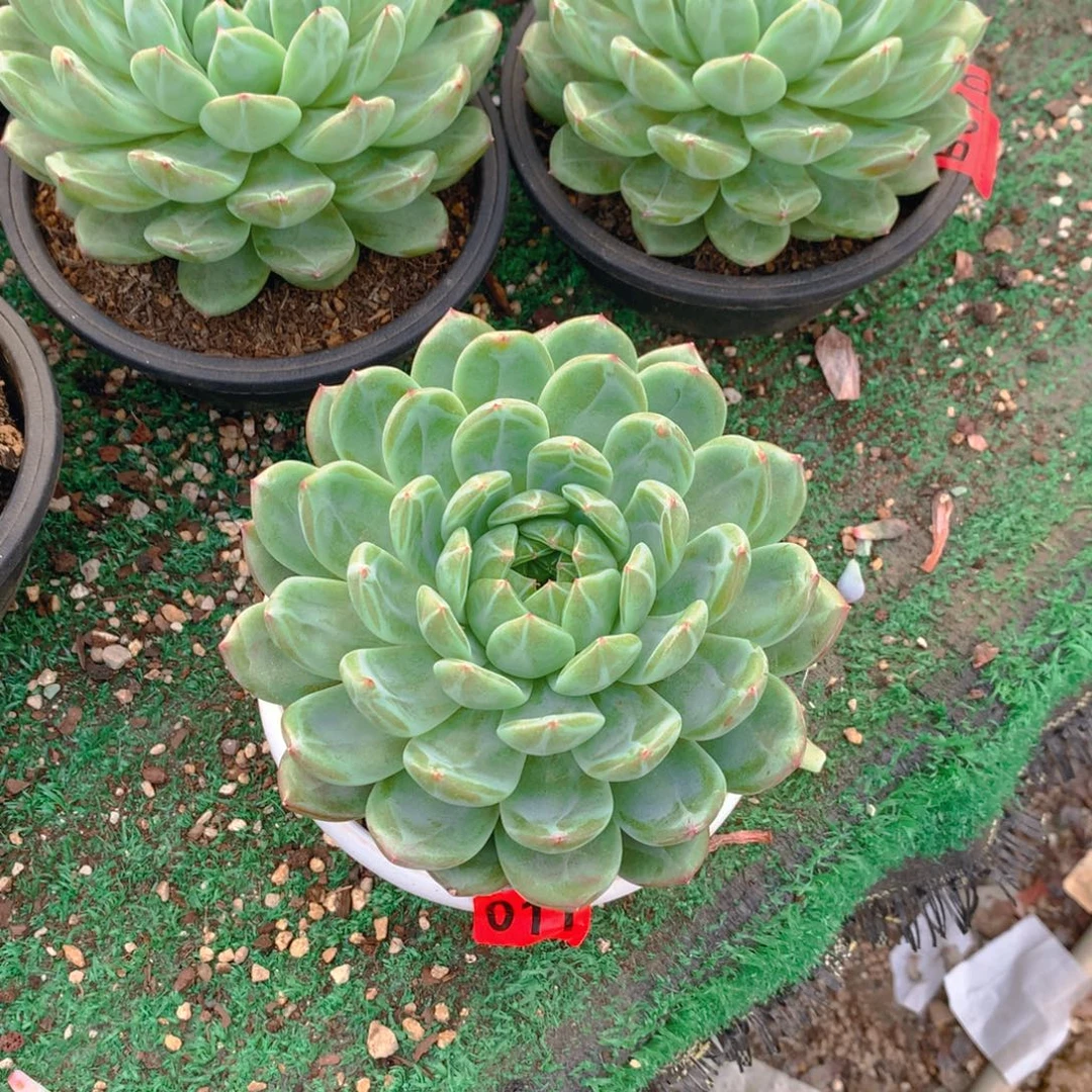 011雪花111111111