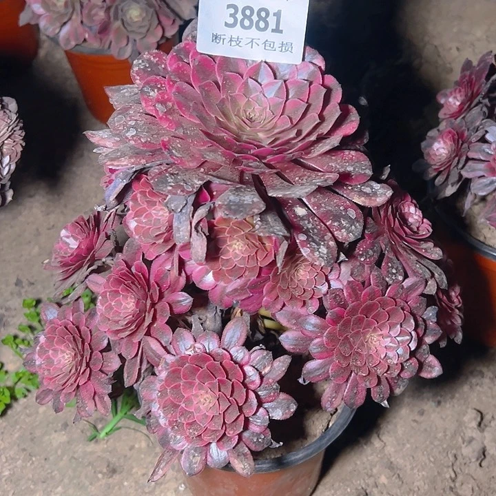 无花朵做****王3881黑同白多肉植物2号