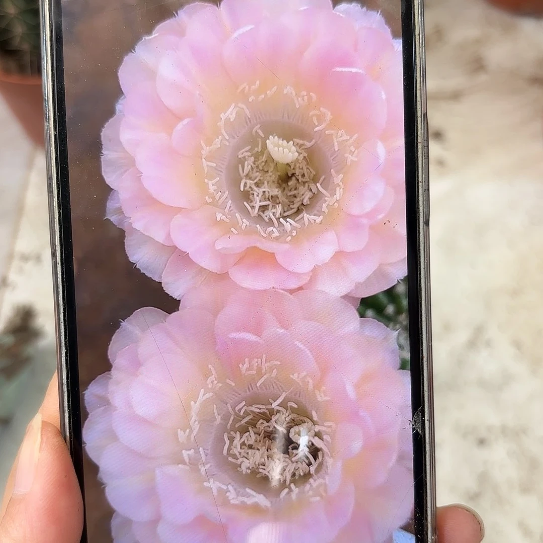 彩草40号侧牙4公分侧牙