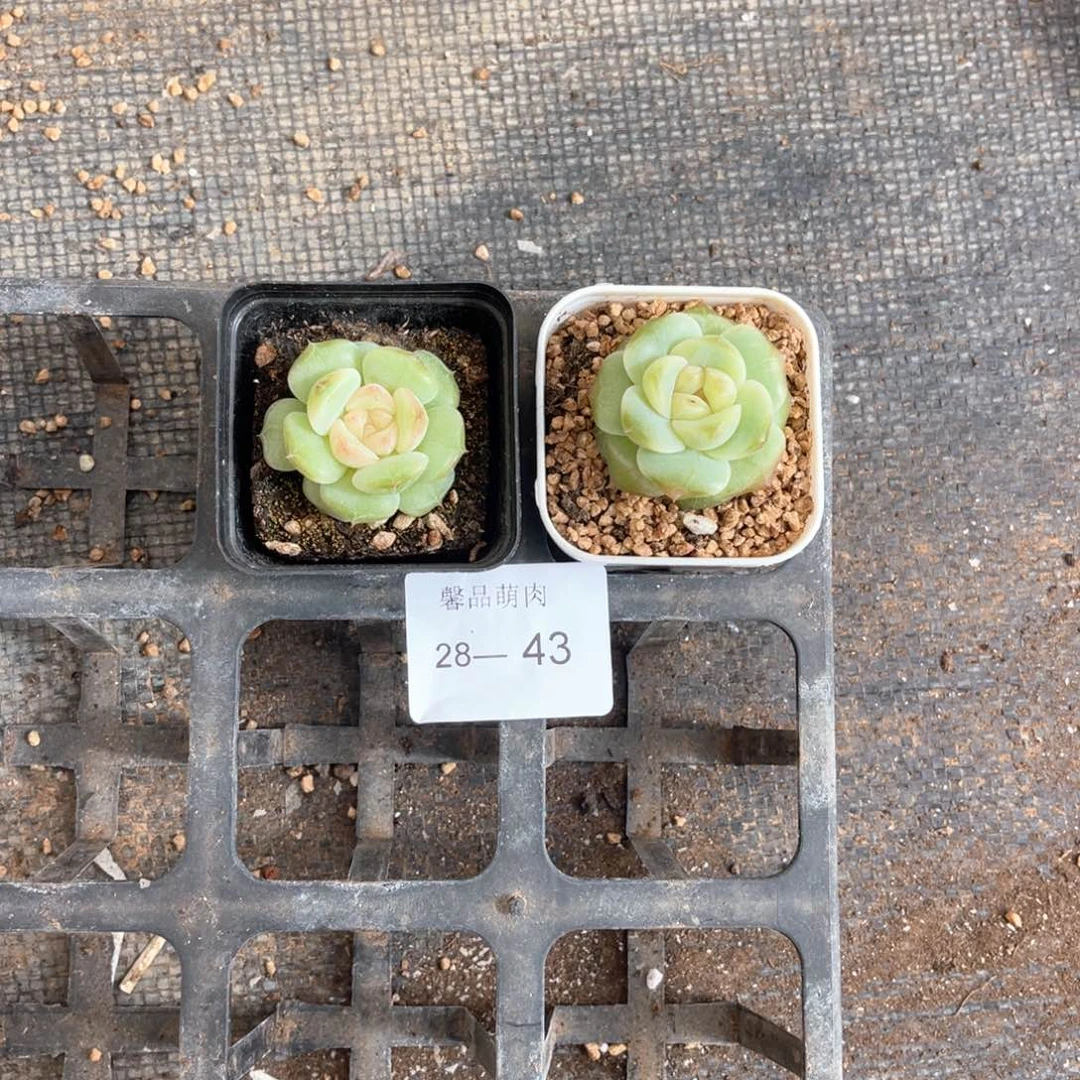 小白盆一物一拍18颗28-43