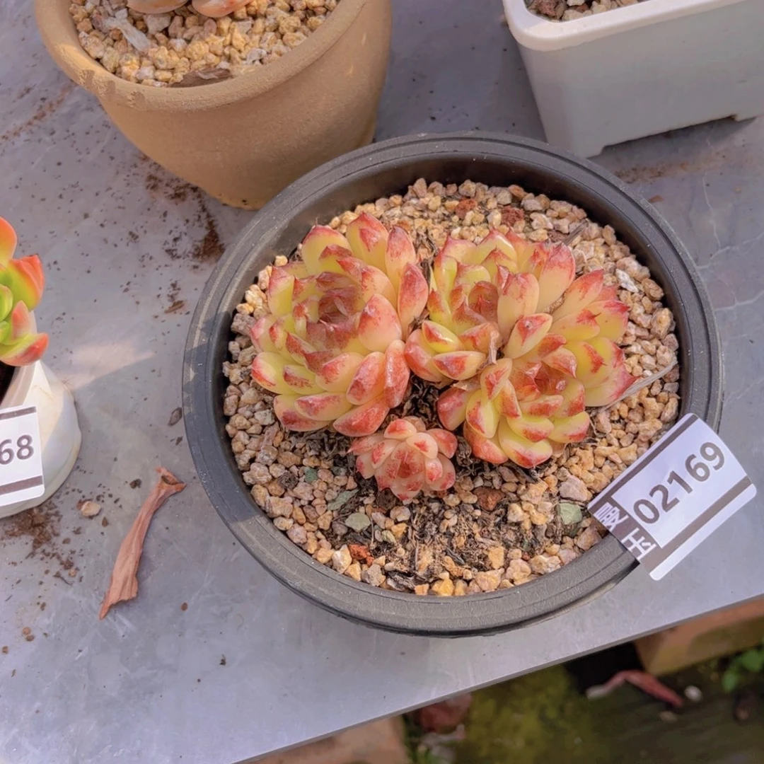 水晶杂多肉植物02169