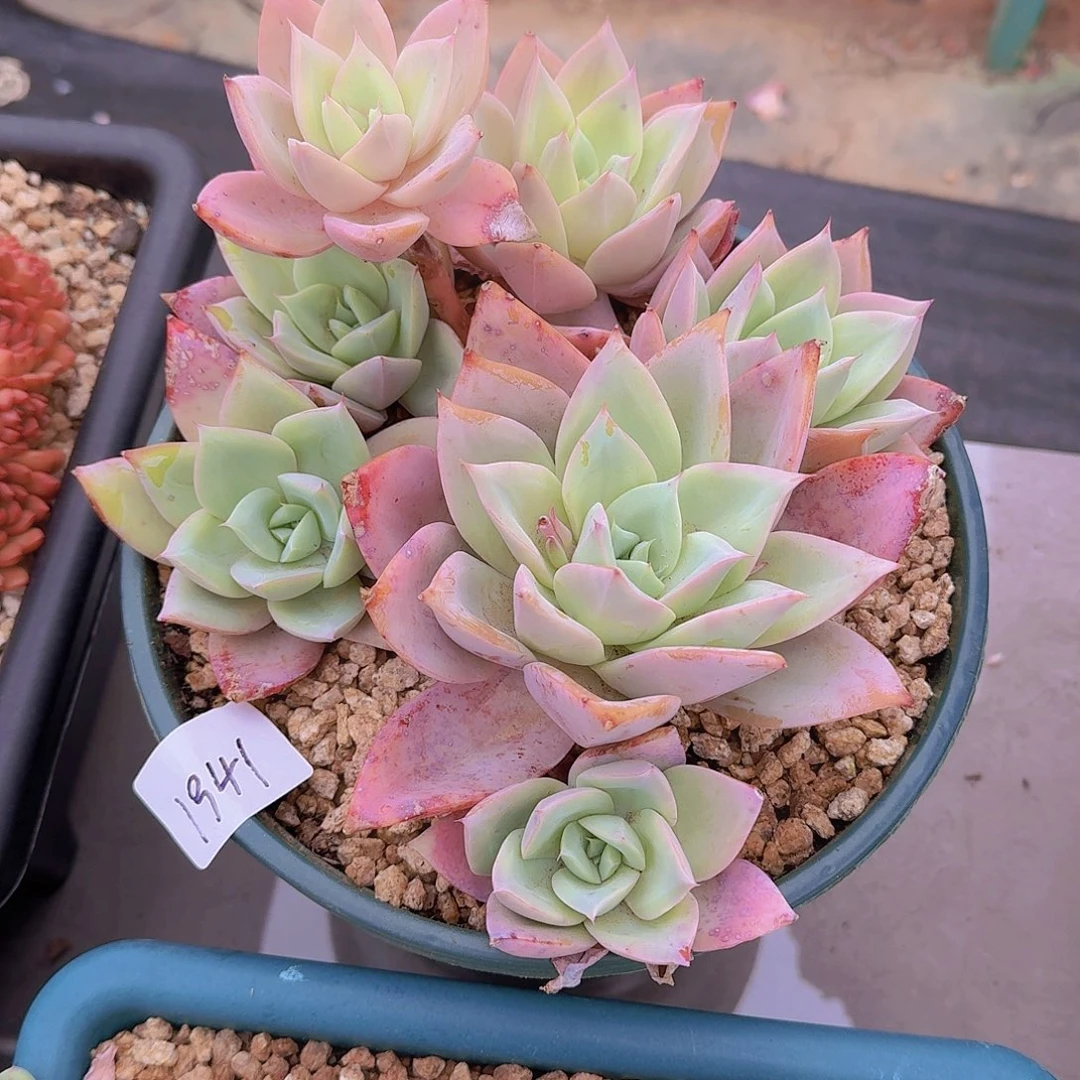 用****01941因火多肉植物