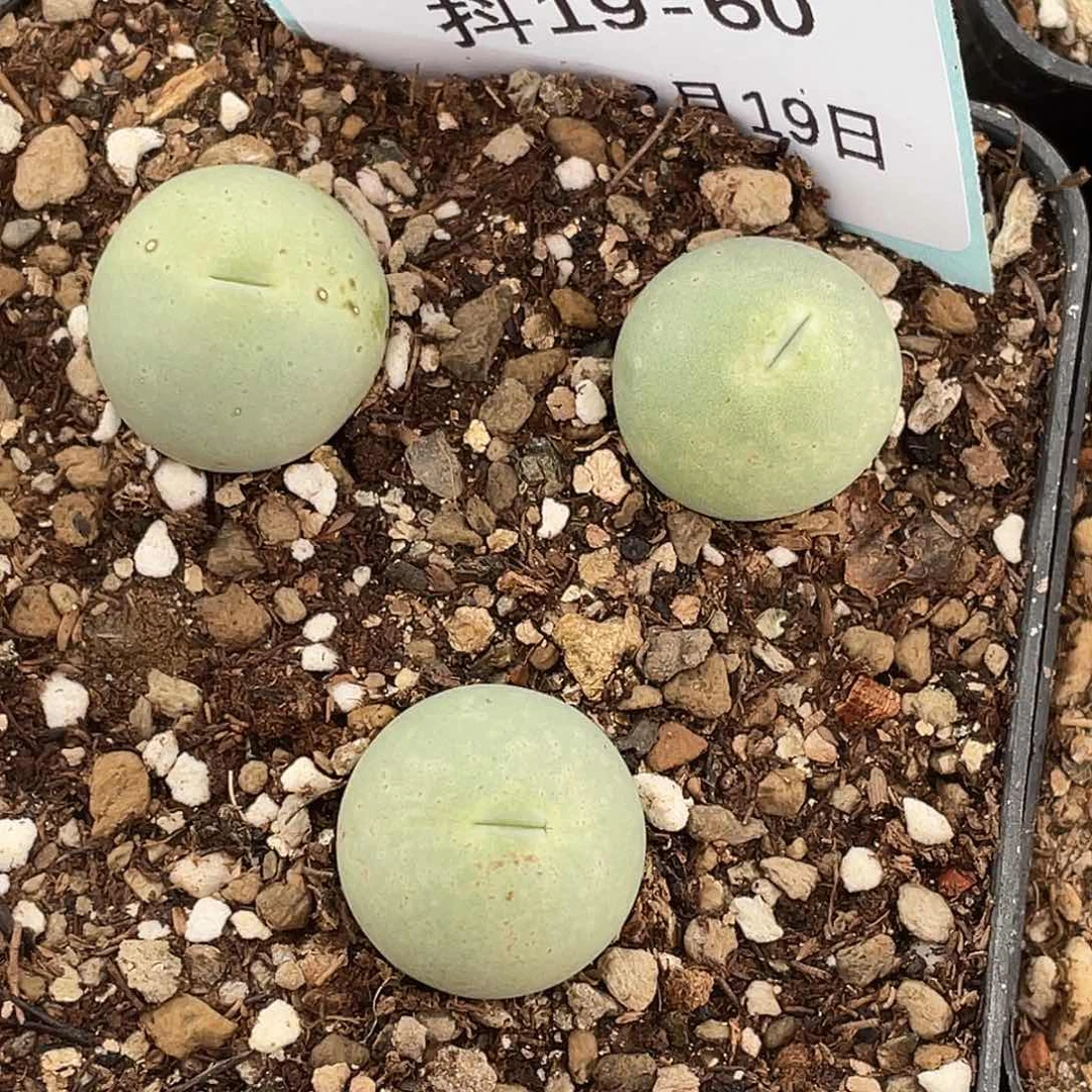 19-60鸽子蛋多肉植物