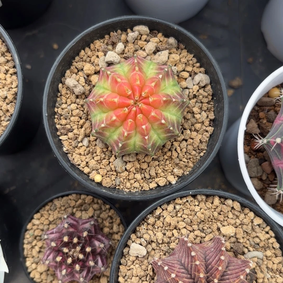 泰系实生组合3颗打包出800