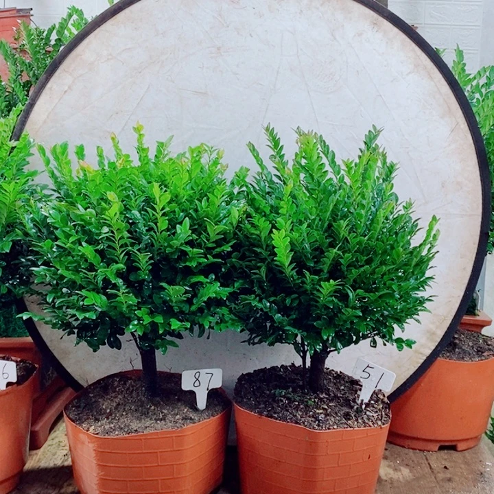 无***敌完全开放小叶紫檀87.51