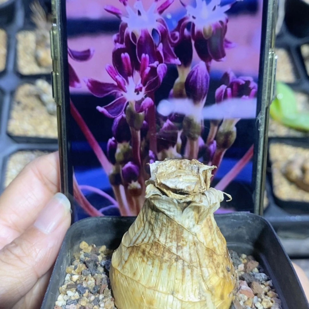 【闪购商品】刺眼花