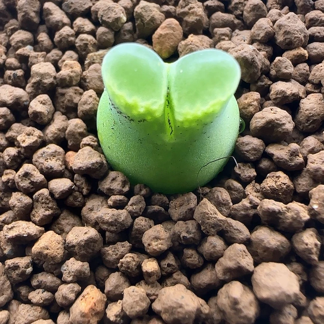 樱****开播福利来啦47342