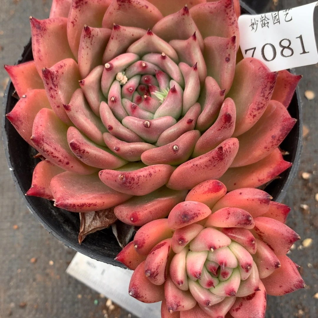 7081杂交多肉植物