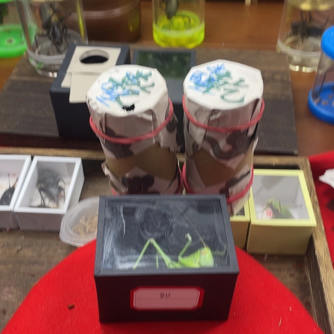半***醒蟋蟀新的一年希望自己能有