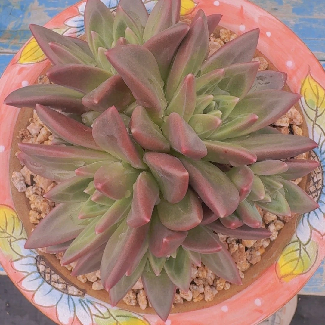 梦*?906迷雾泡泡凡艺多肉