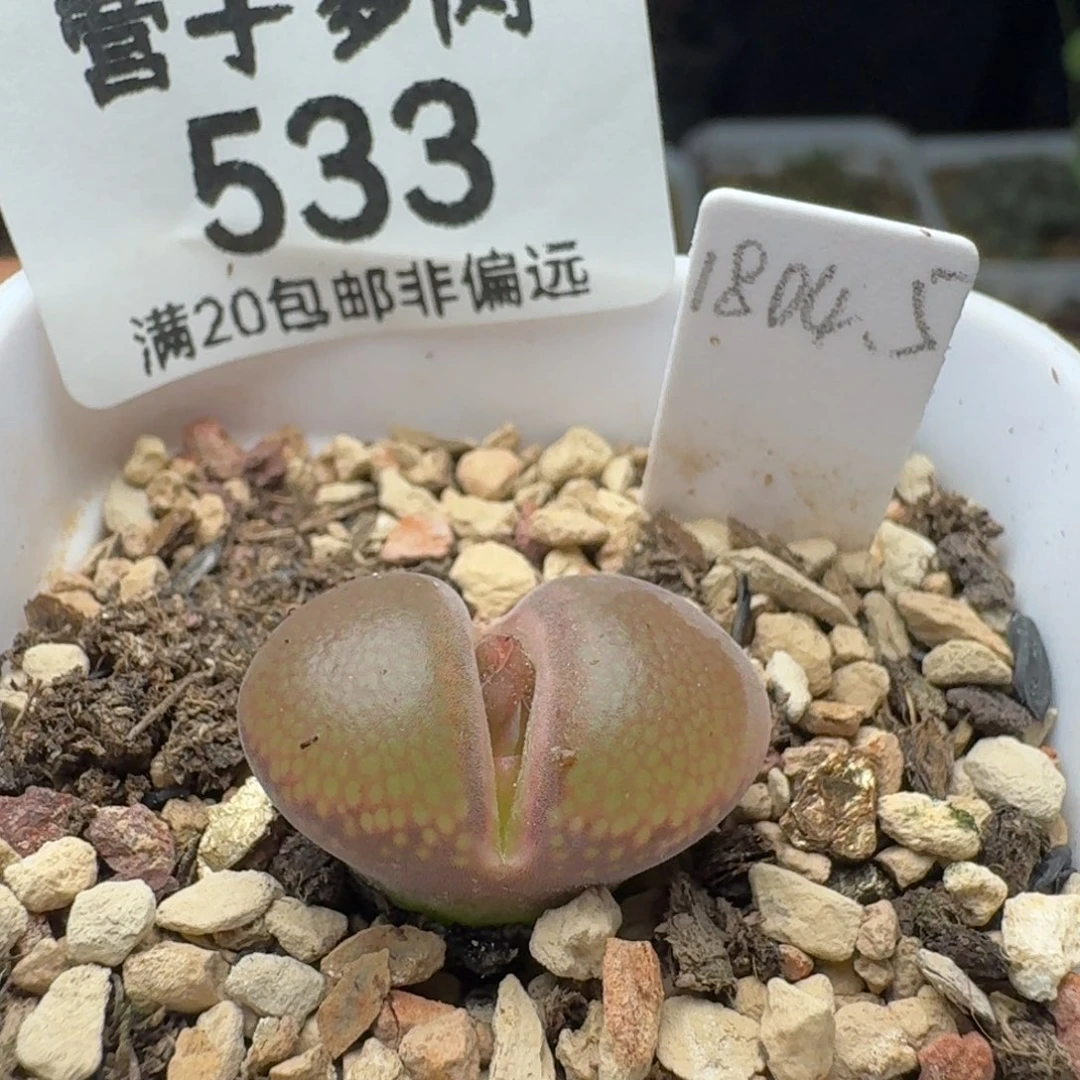 1804.5带盆土c10同属。