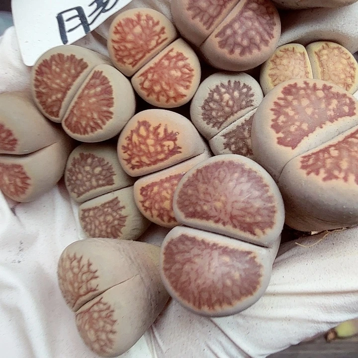 不会因为不知道你想做141是