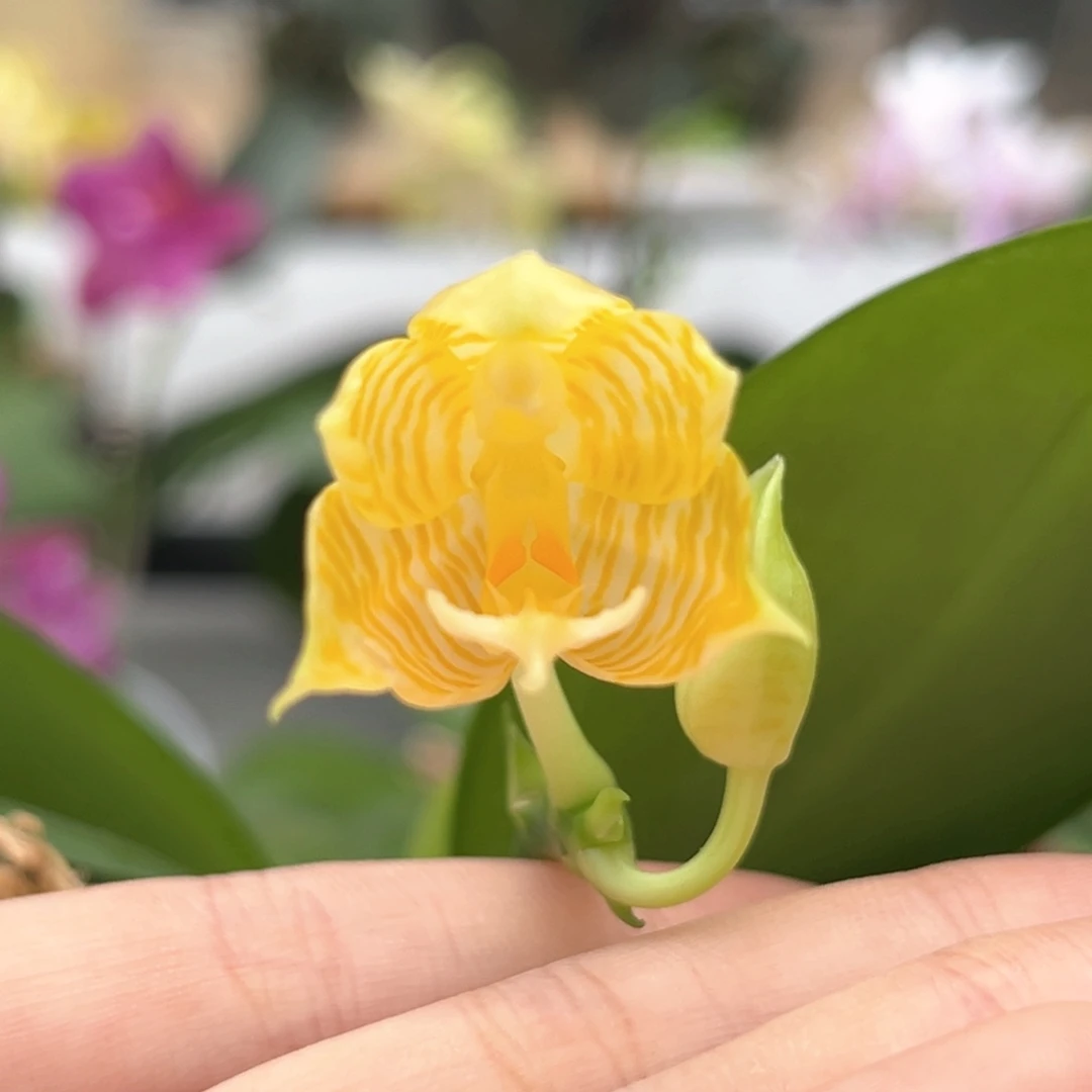 完全开放2.5寸林登戒指开花株