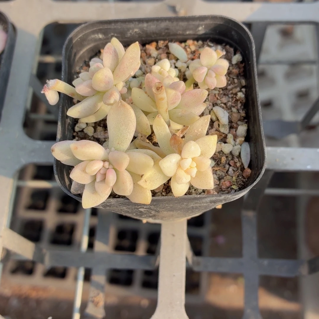 姬秋丽锦多肉9.9包邮发货