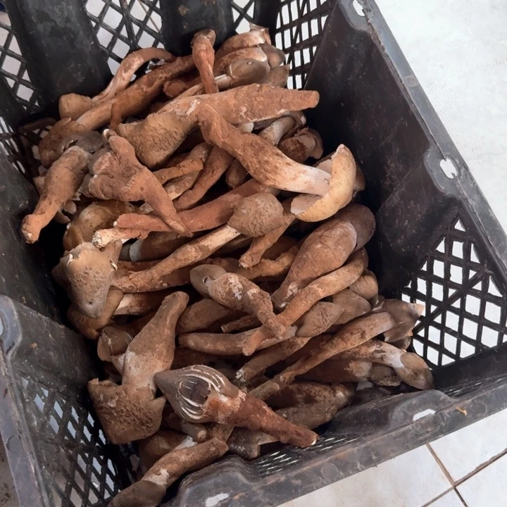 壹***哥火把鸡枞中国大陆