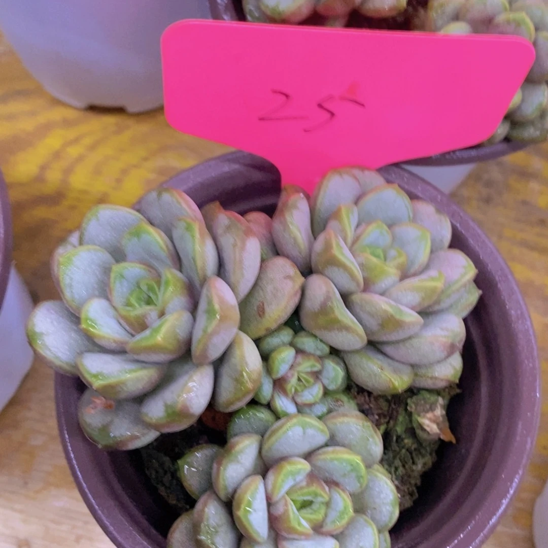 多肉植物，一物一拍，今天一单包邮