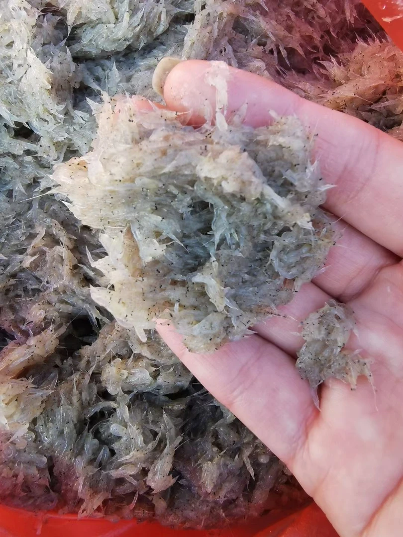 田横当地沫货 500g