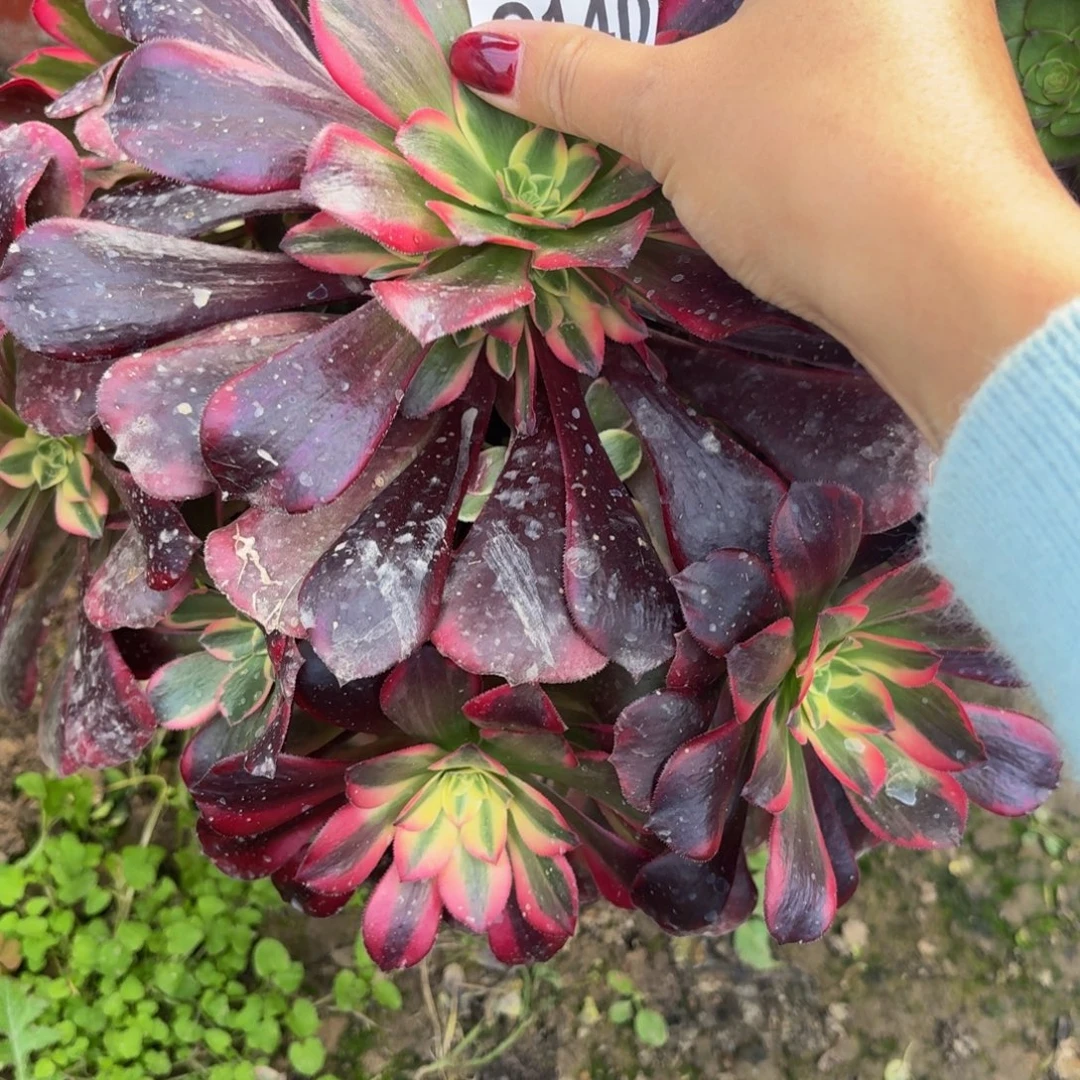 140多肉植物捧花的时候