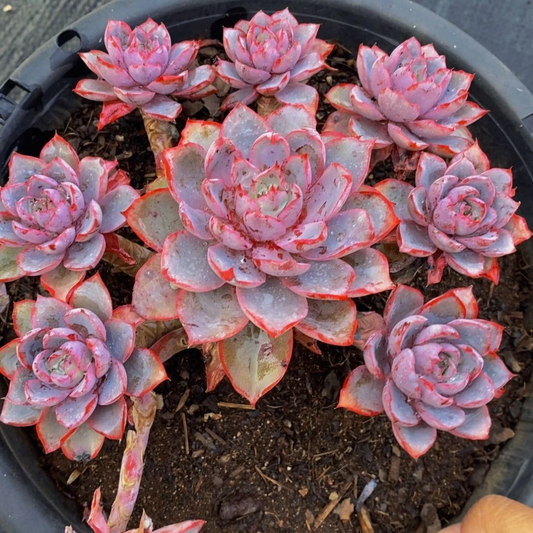 赫拉单头带手捧多肉