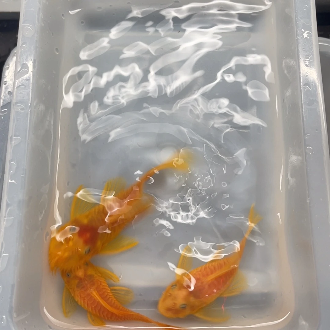 清道夫鱼胡子一公俩母开箱视频报损