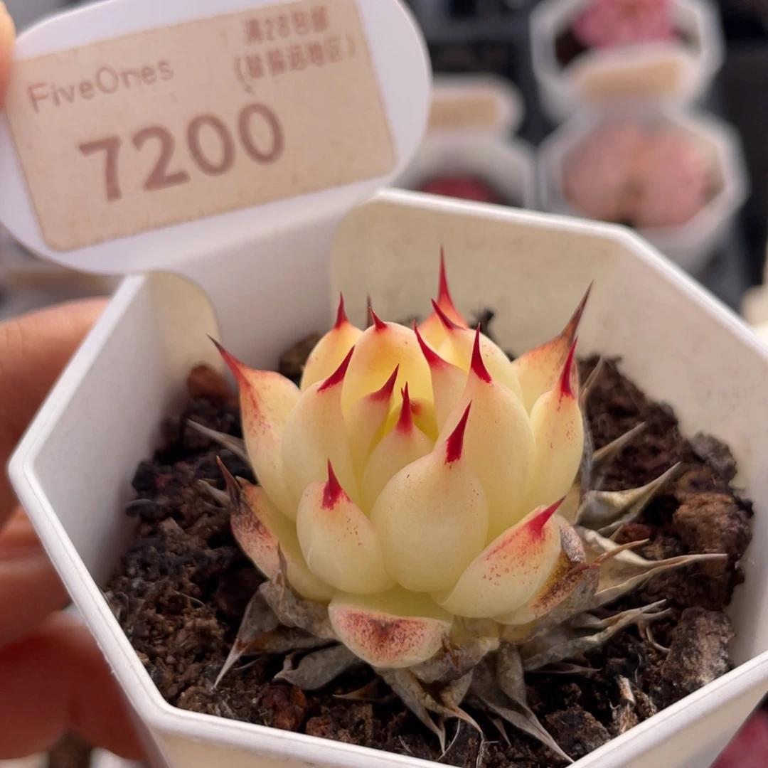 托斯卡内利7200-3.6厘米