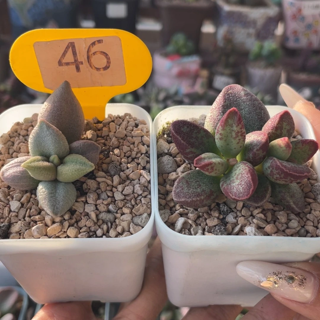 哈弗，花斑鹿。