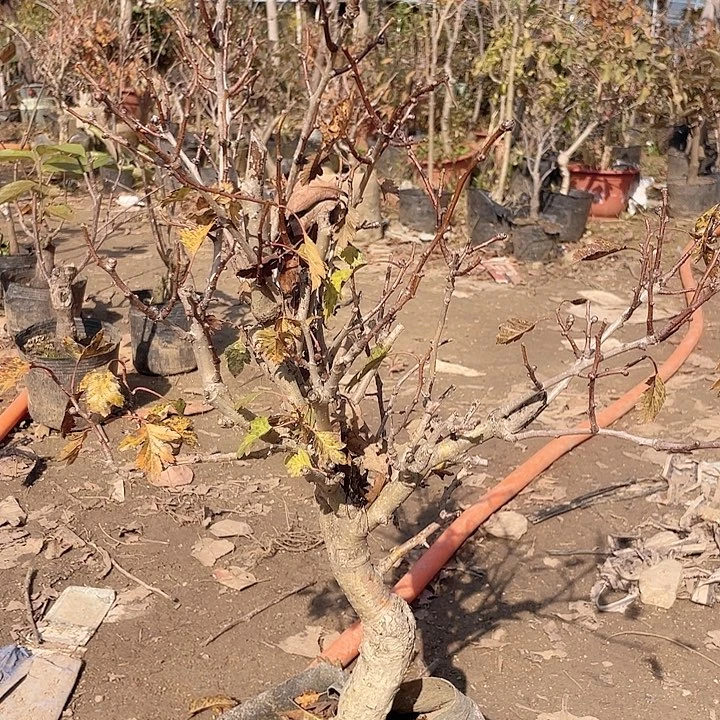 完全开放盆栽山楂，一物一拍