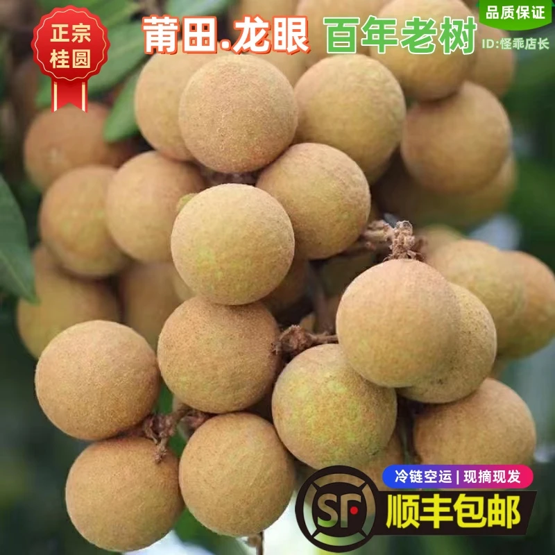 顺丰包邮现摘莆田松风本龙眼当季新鲜乌龙岭龙眼桂圆水果爆甜可口