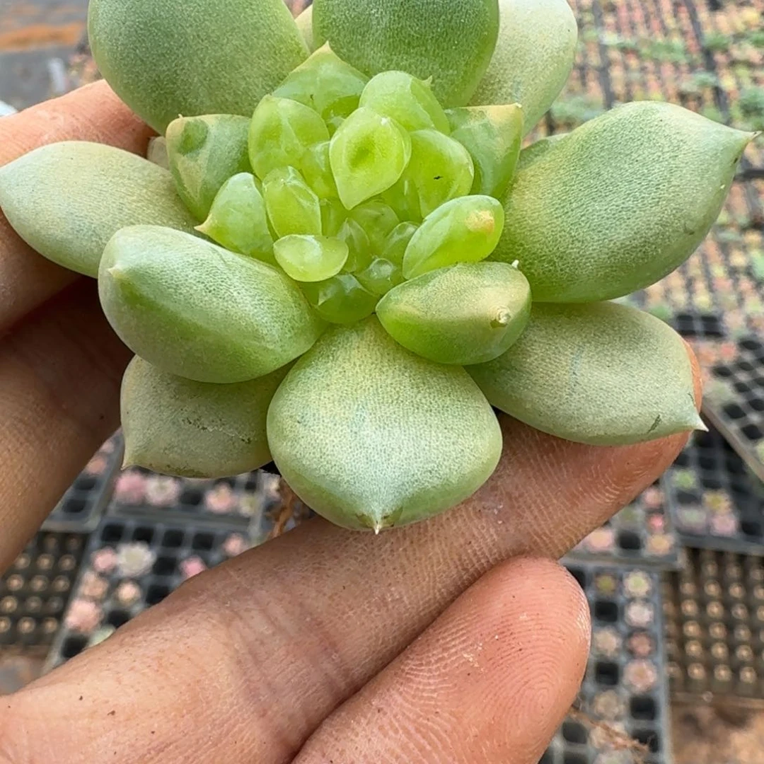 多肉杂交一物一拍9-60