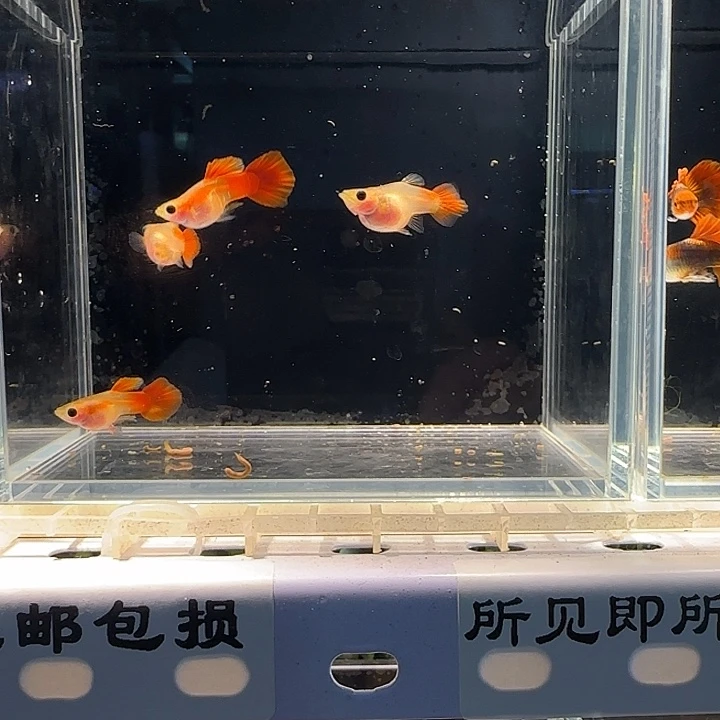 孔雀鱼琉璃玻璃猫两对