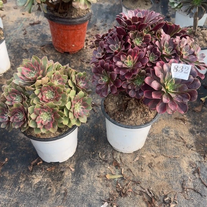 832莲花座➕金丝雀包邮。