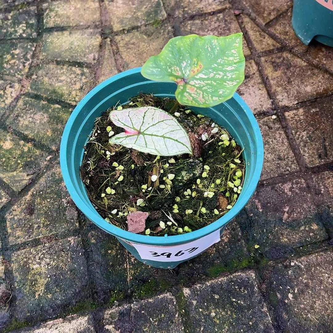 福***猪完全开放3963。