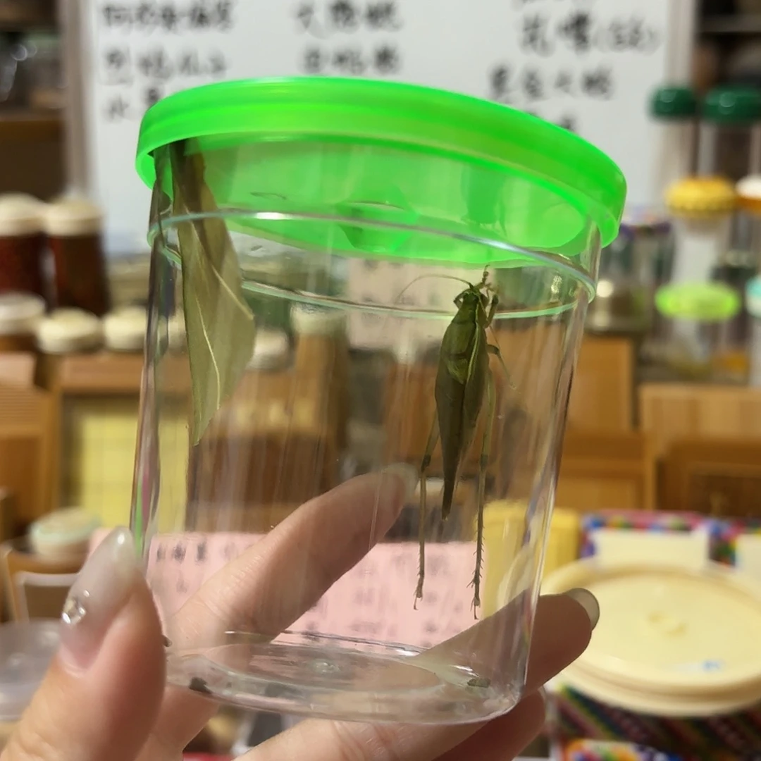 一条微瑕疵大隐蟋