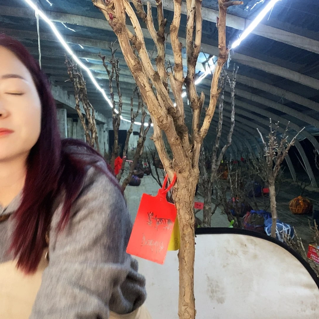 此***岸完全开放春天开花