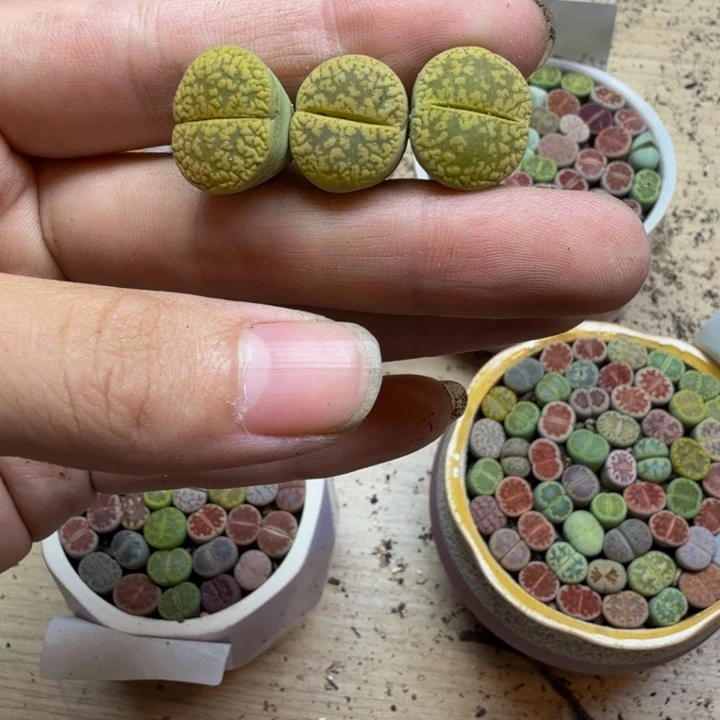 多肉植物的生长发育53