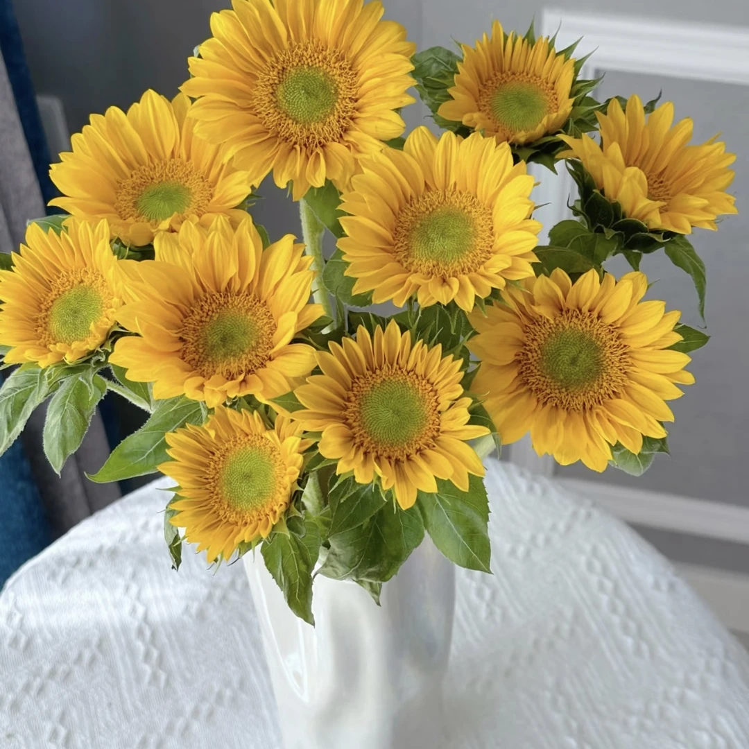 【绿心向日葵】A级严选 顺丰冷链包邮家居鲜花养护