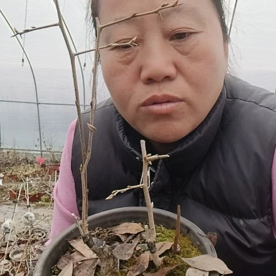 大***伟无花朵15642545858