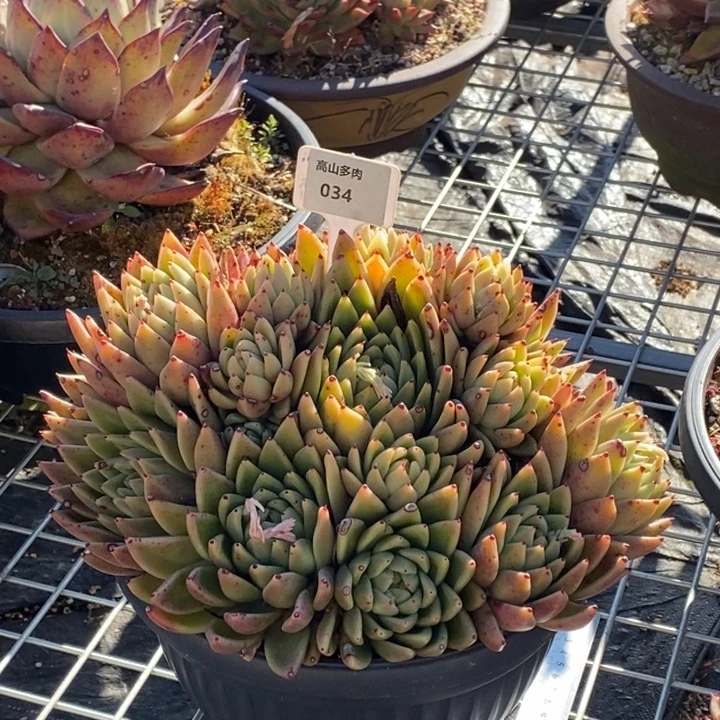 东云福利有伤034阿阿阿